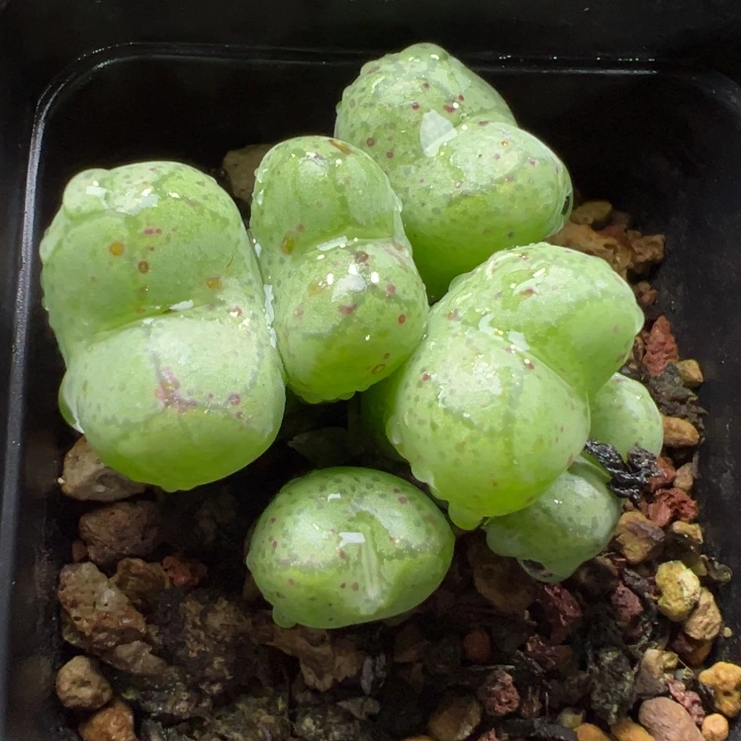 22-159肉锥多肉植物