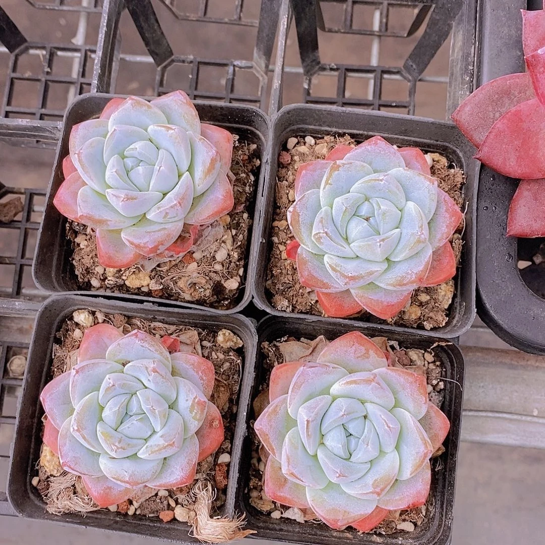 樱花冰玉单头福利2颗量拍