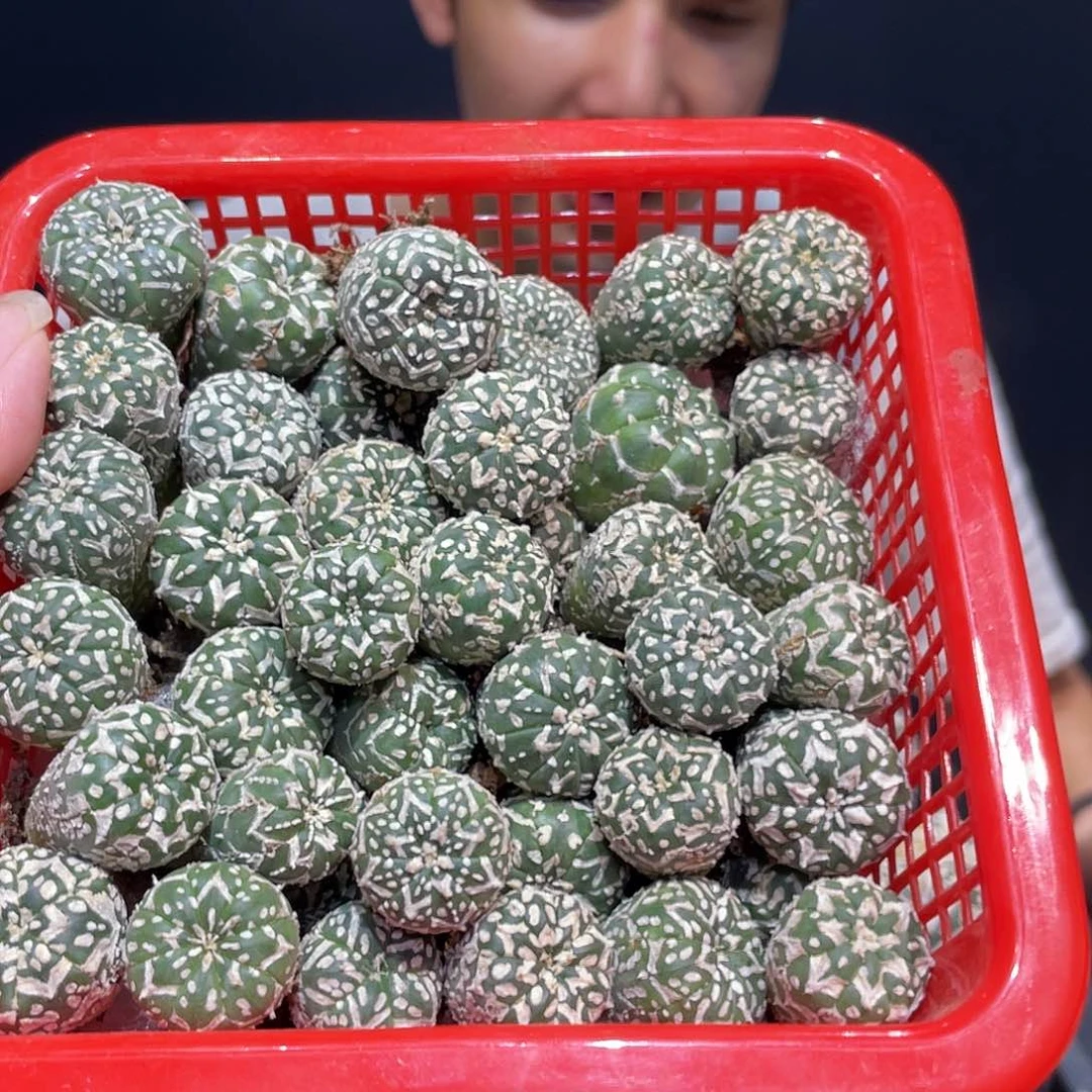 2cm实生好基因琉璃v兜苗