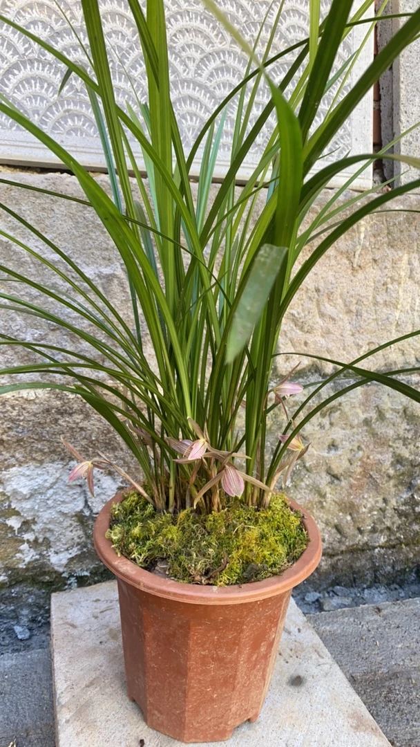 云南高山春兰.一物一拍