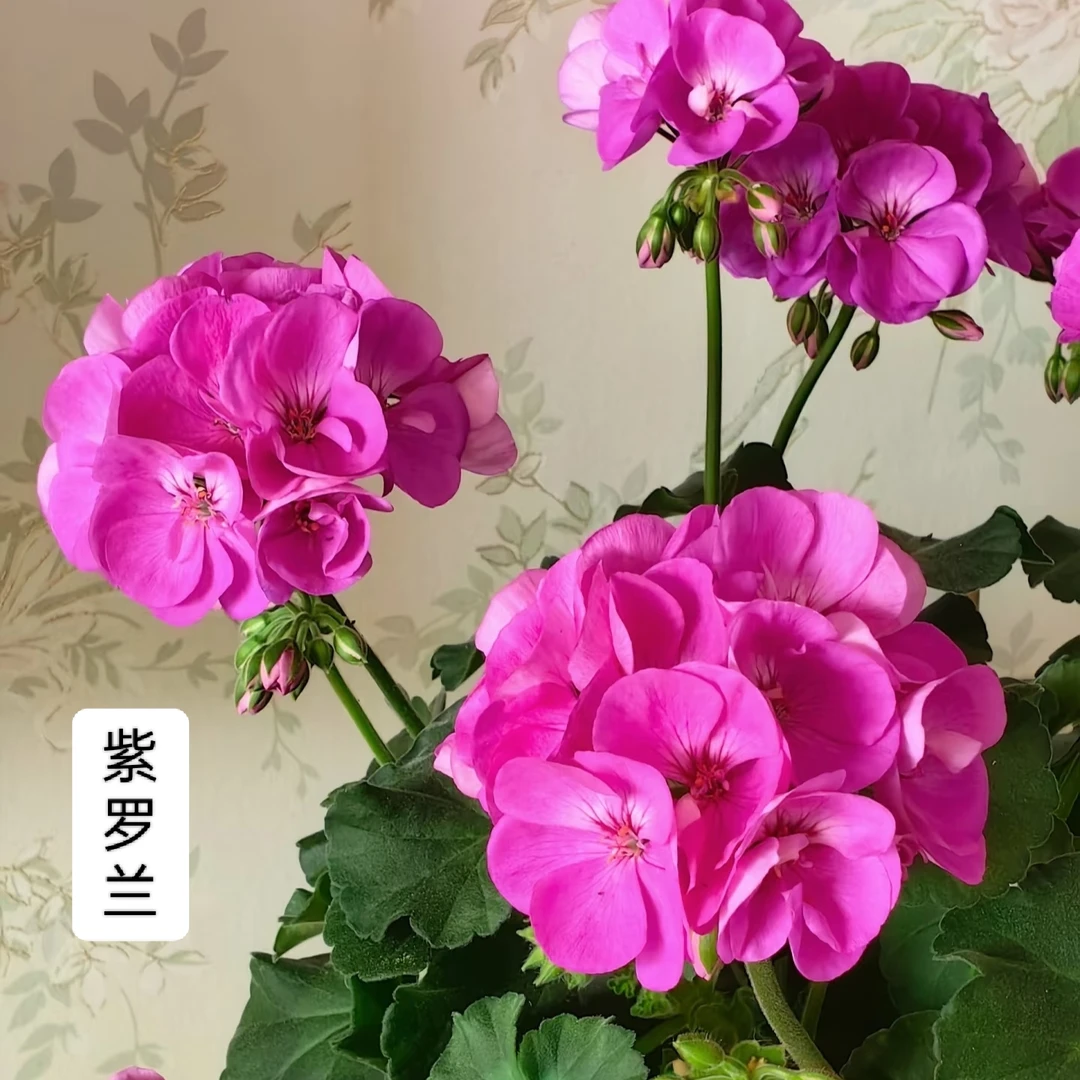 【紫罗兰】重瓣大花天竺葵盆栽四季开花阳台庭院客厅易活带花苞发货