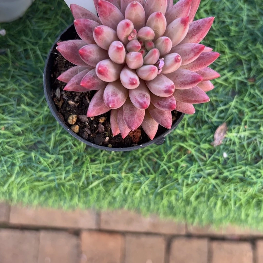 单头虞美人多肉植物保护