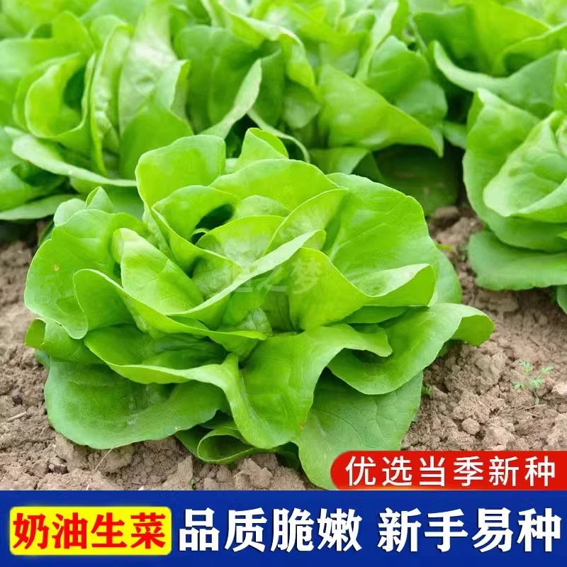 奶油生菜紫包菜种籽美国大速生菜种子阳台庭院均可播种四季