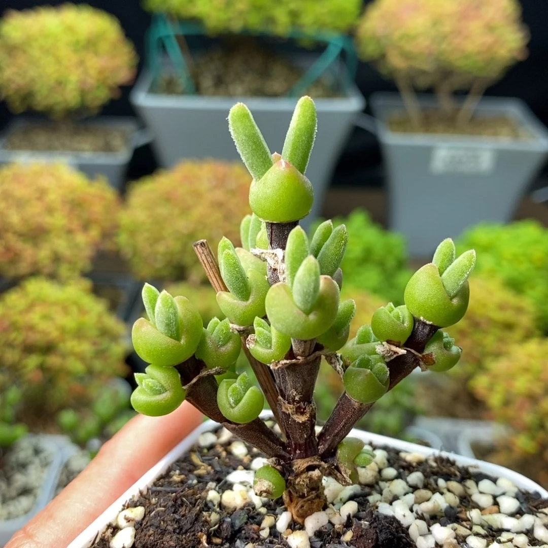 927枝干兔子 。