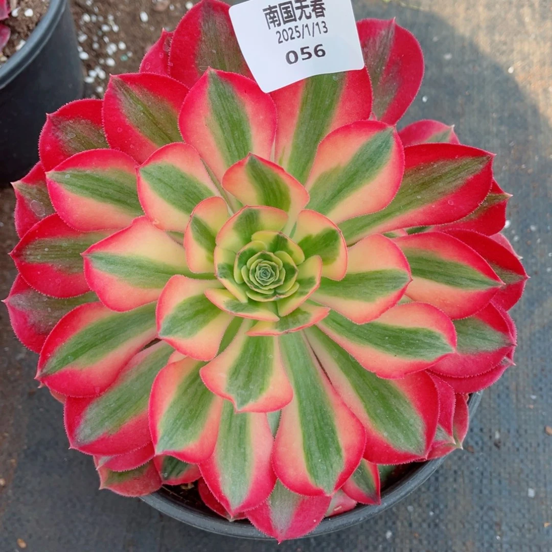 一物一拍多肉法师56