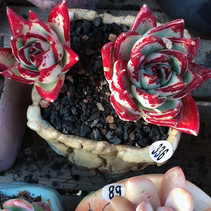 【闪购商品】M****Pmiss乌木