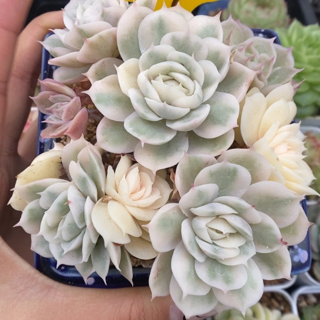 昂斯诺锦群生369号