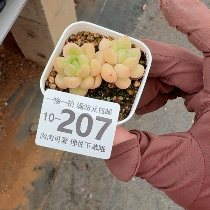 梦龙多肉无盆土发货多肉