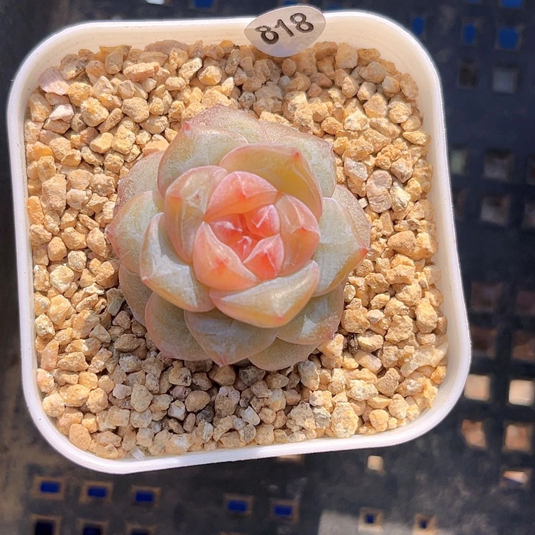 818一物一拍 脆啵啵
