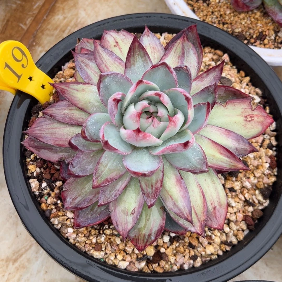 19惊鸿仙子 阿松多肉