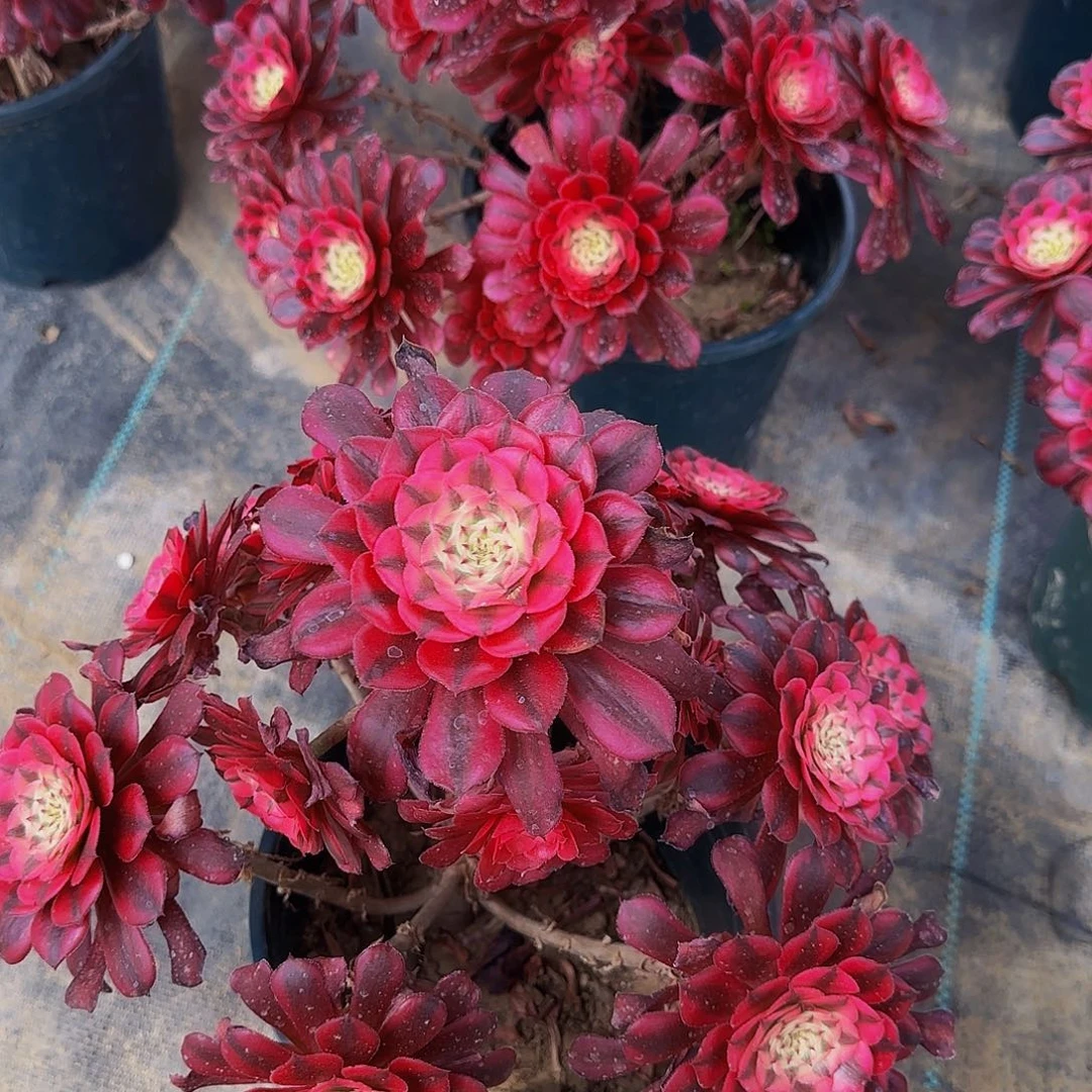 家多肉植物红铜白老庄