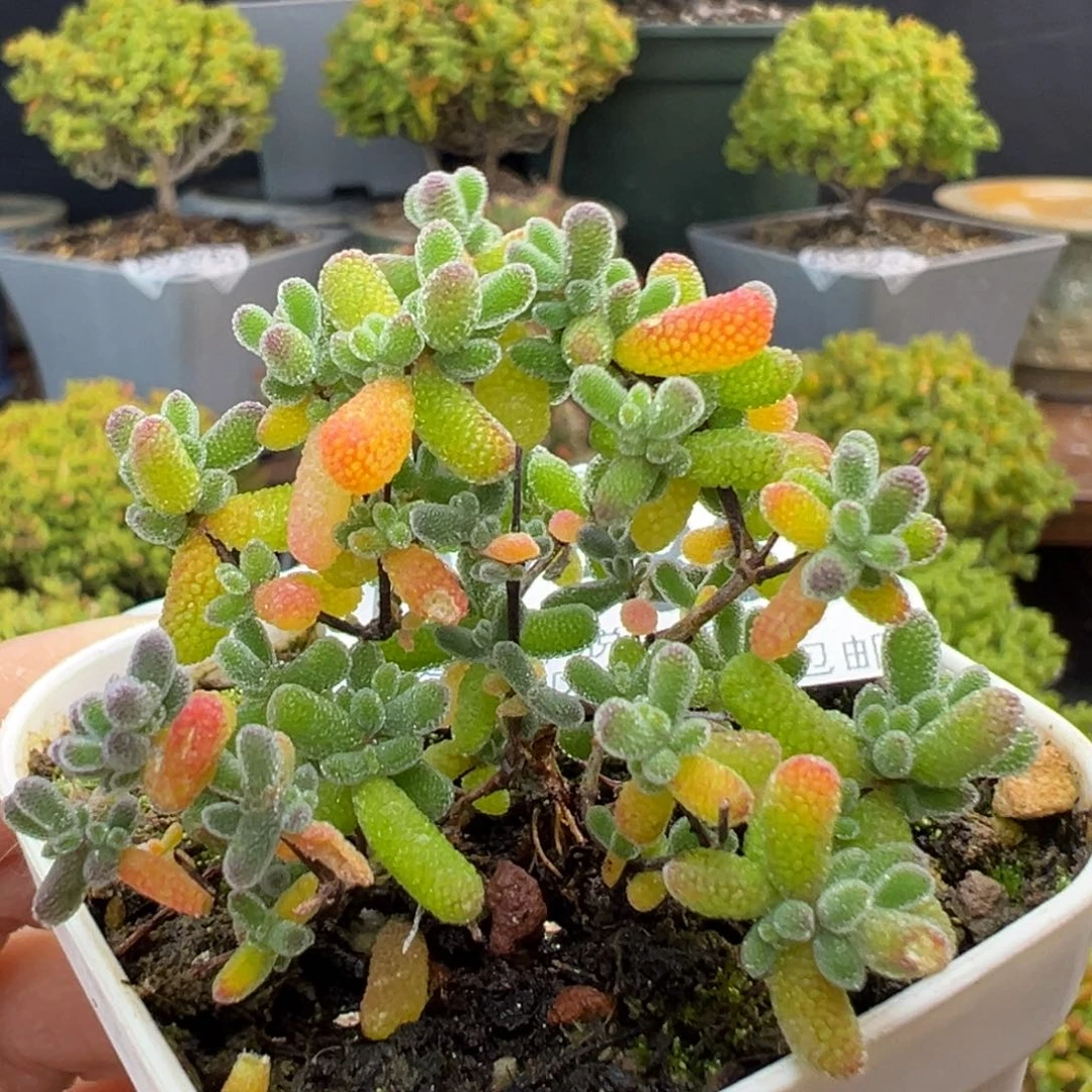 dy3862小小小翡翠冠幅4cm