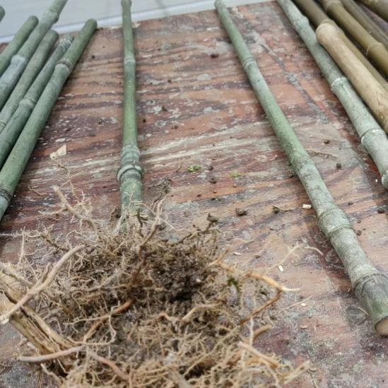 青***悔实心玉竹手把件金条料