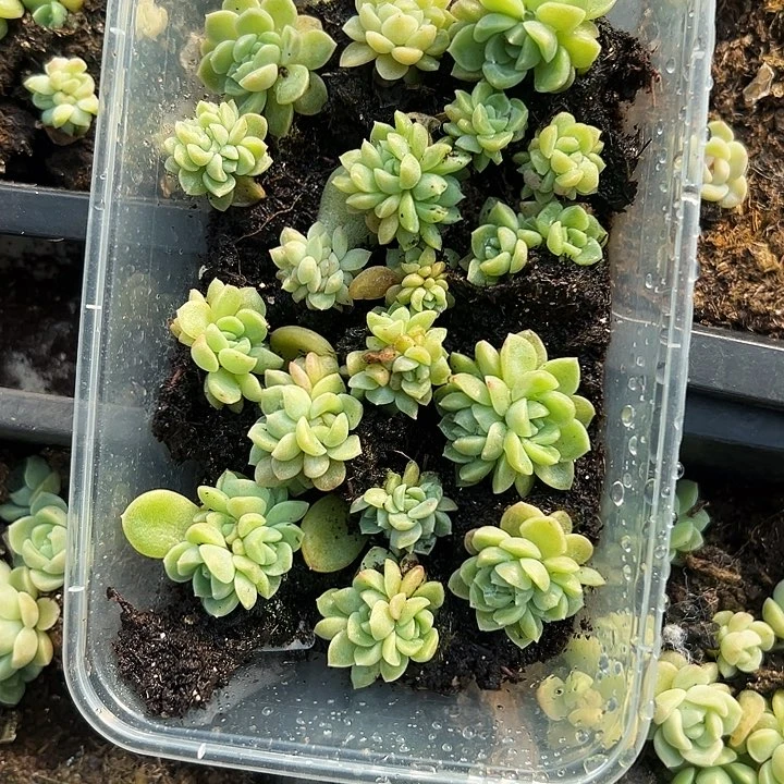 就****吧约定多肉植物一盒一盒