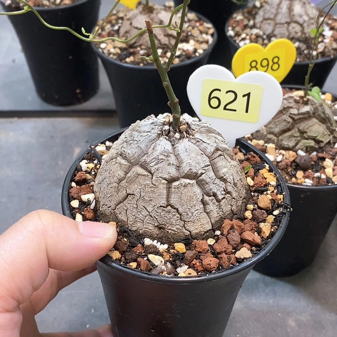 南非龟甲龙龟甲龙