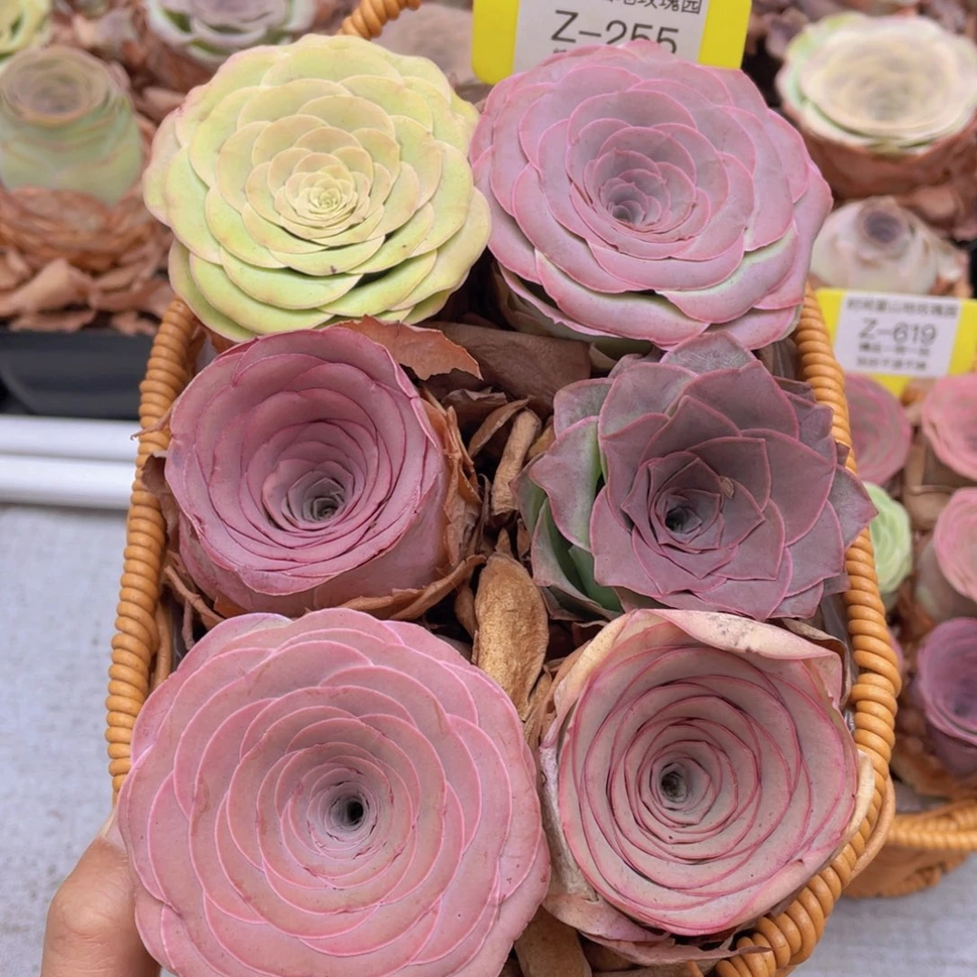 山地玫瑰花篮组合Z255