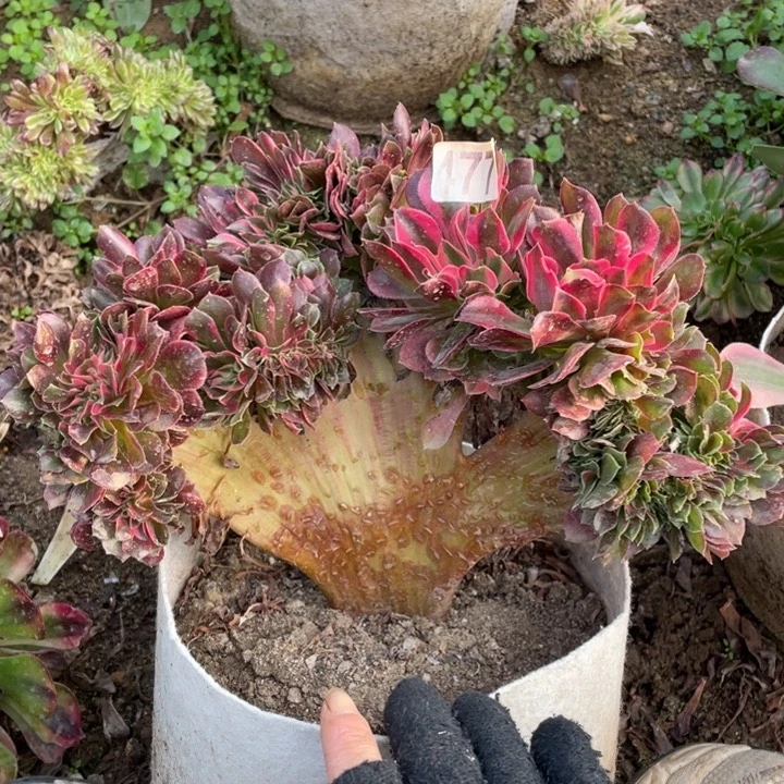 25厘米左右香妃缀