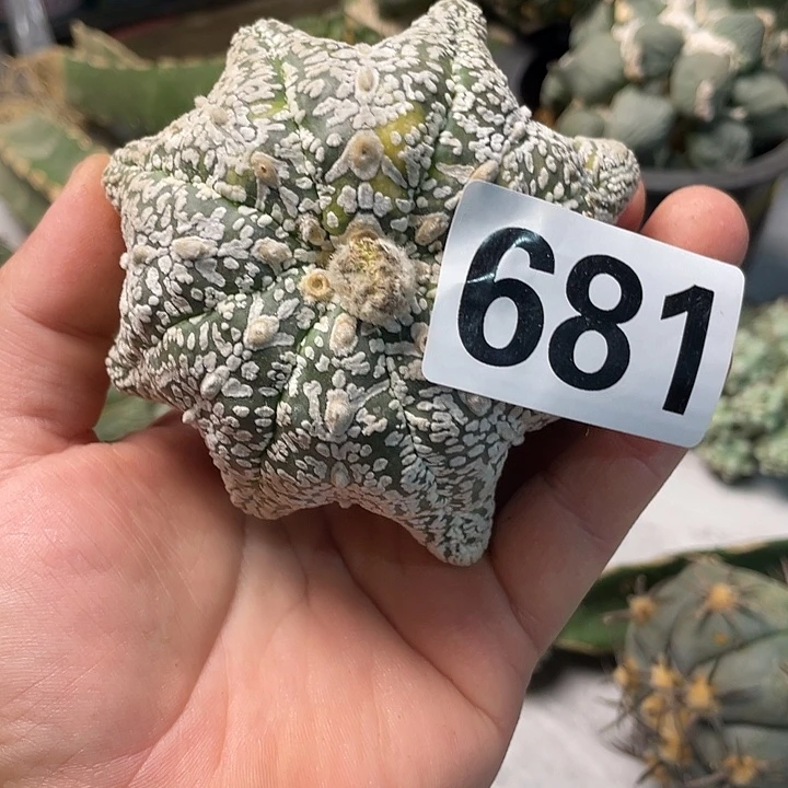 完全开放681兜一个