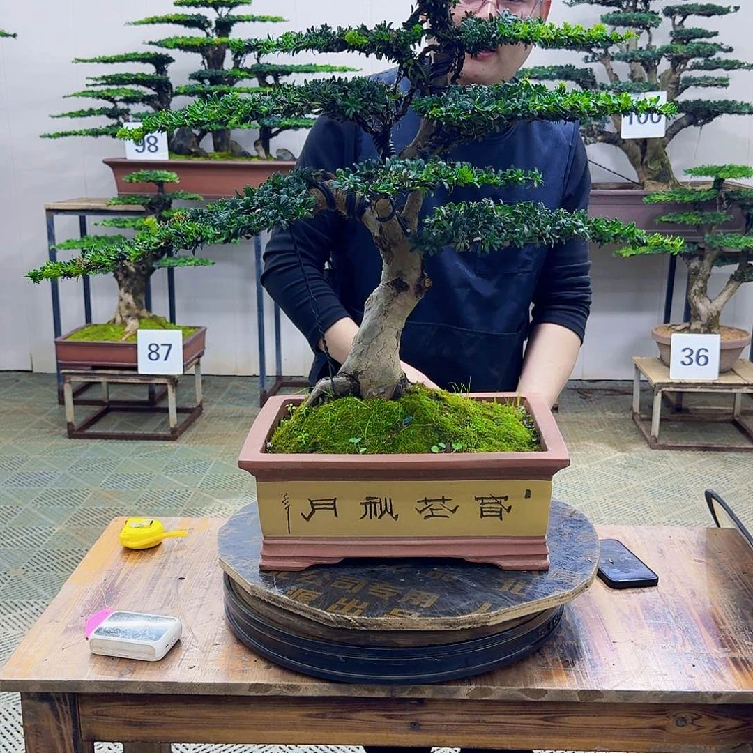 无花朵珍珠红芽罗汉松