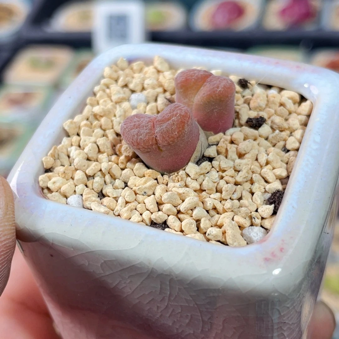 无花朵9179--一物一拍 带盆