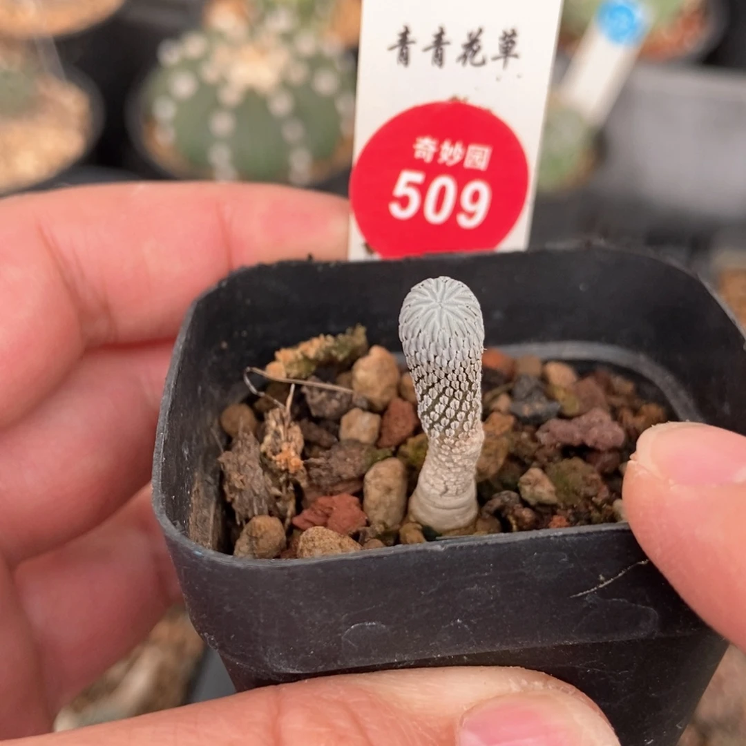 实生四年半精巧丸一颗仙人球