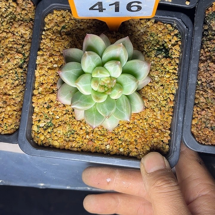 解****多肉植物青莉美人416