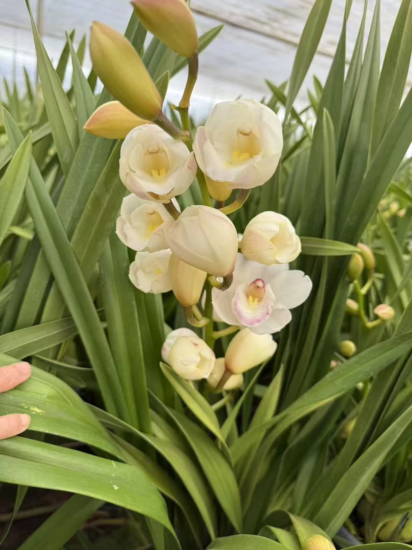 圣洁大花蕙兰年宵花盆栽绿植阳台好养活