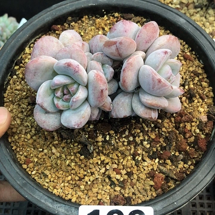 星影石榴籽福利出咯