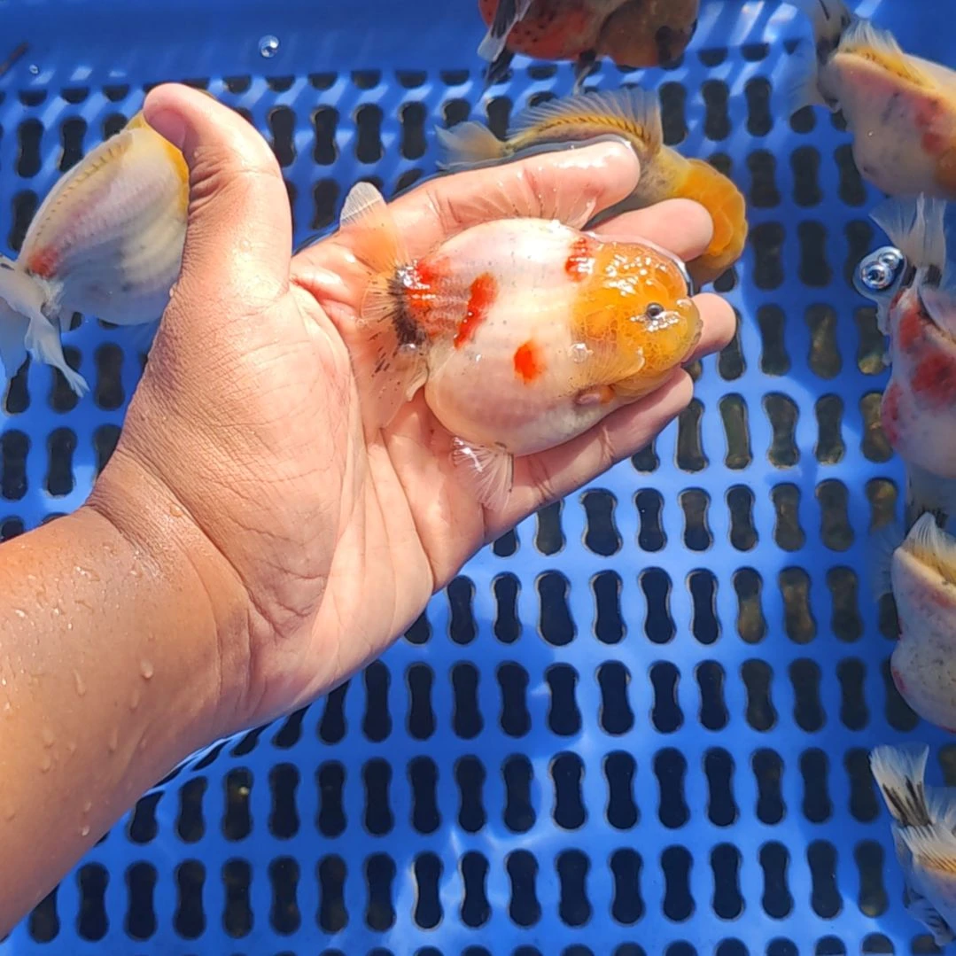 落叶樱花泰狮金鱼