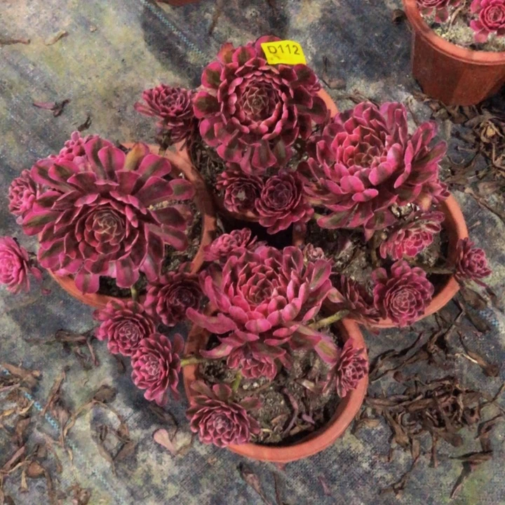 4棵白月光多肉112000000000000