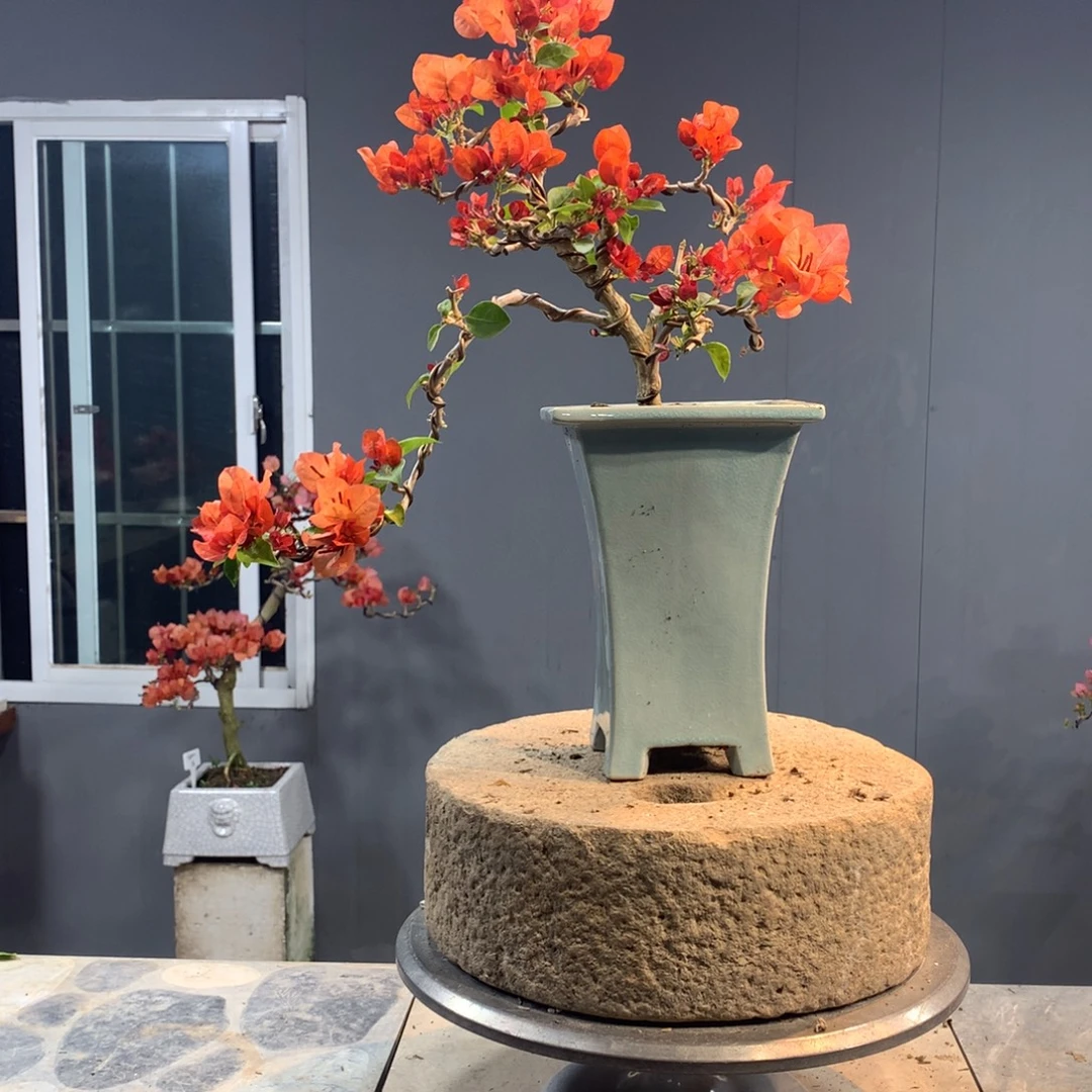 大量花朵（建议范围：8朵-15朵 或40%以上）