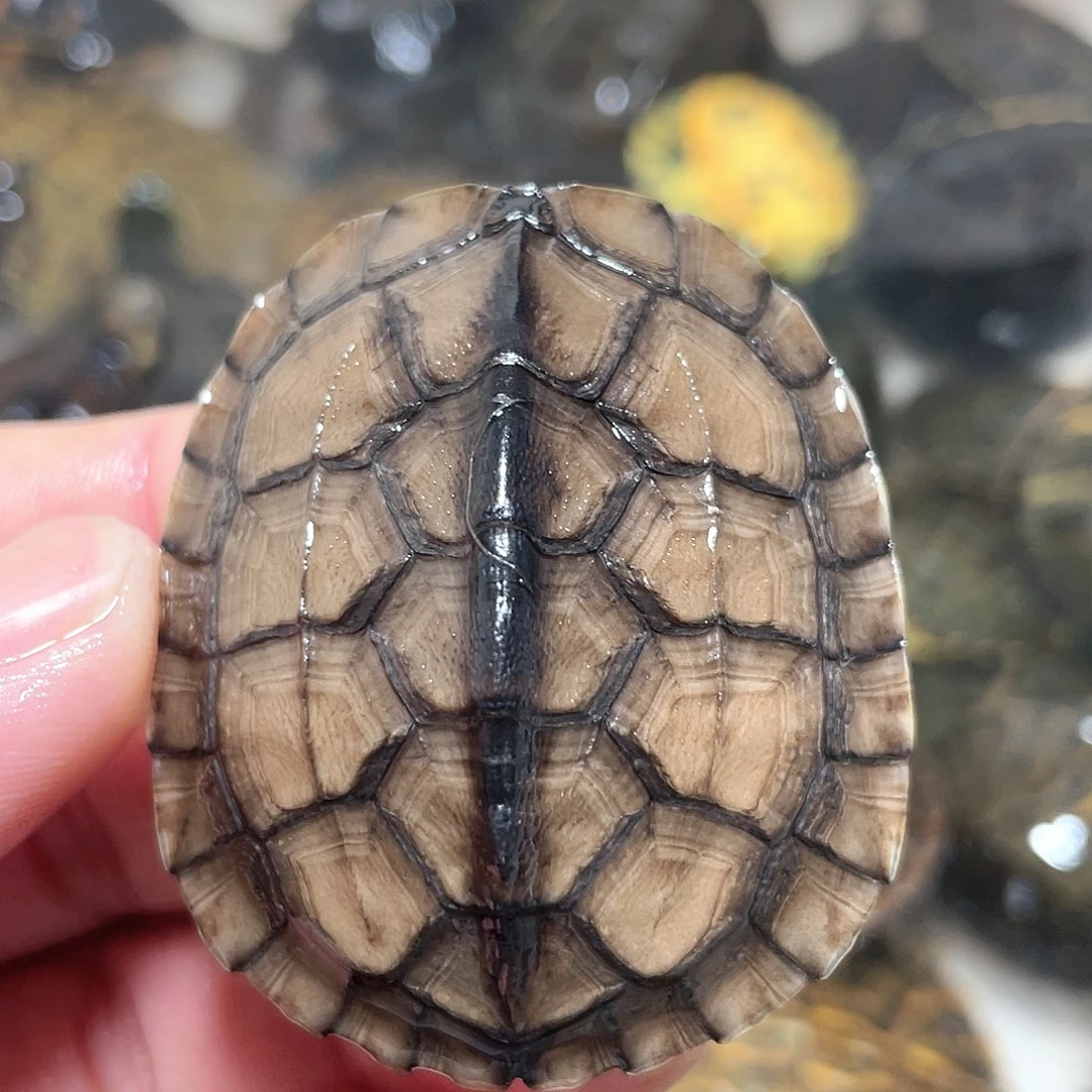 宠物龟不分公母5.4