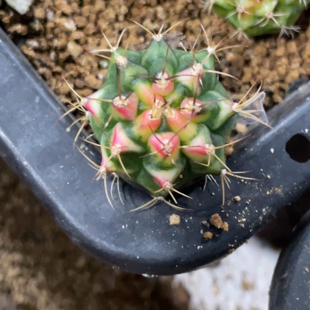 当前无花朵，栽培后可花朵花田