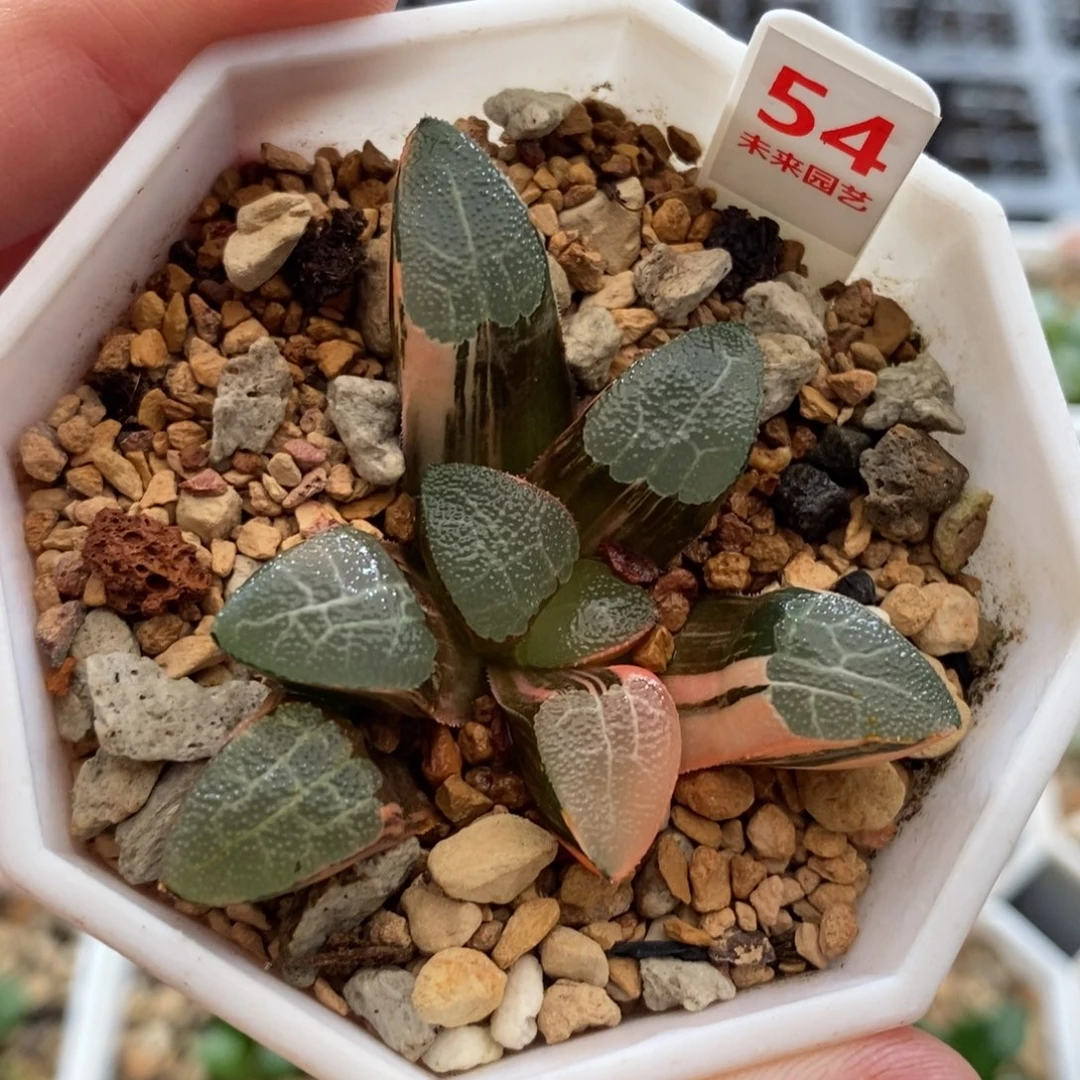 54网纹克锦一物一拍