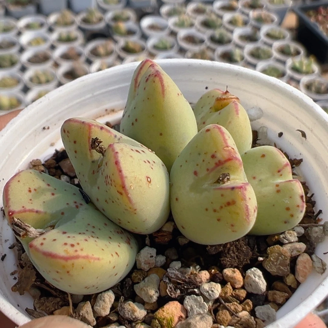 118多肉植物百科知识