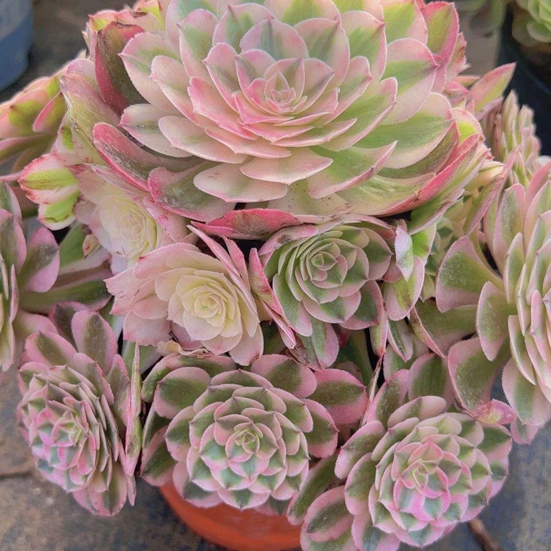 614，带土球荔枝多肉