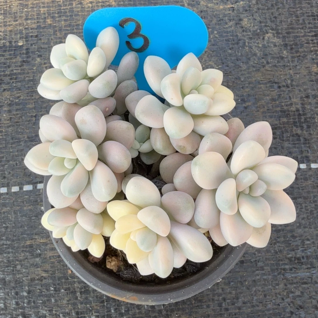 艾伦锦有砍锦上园艺一物一拍