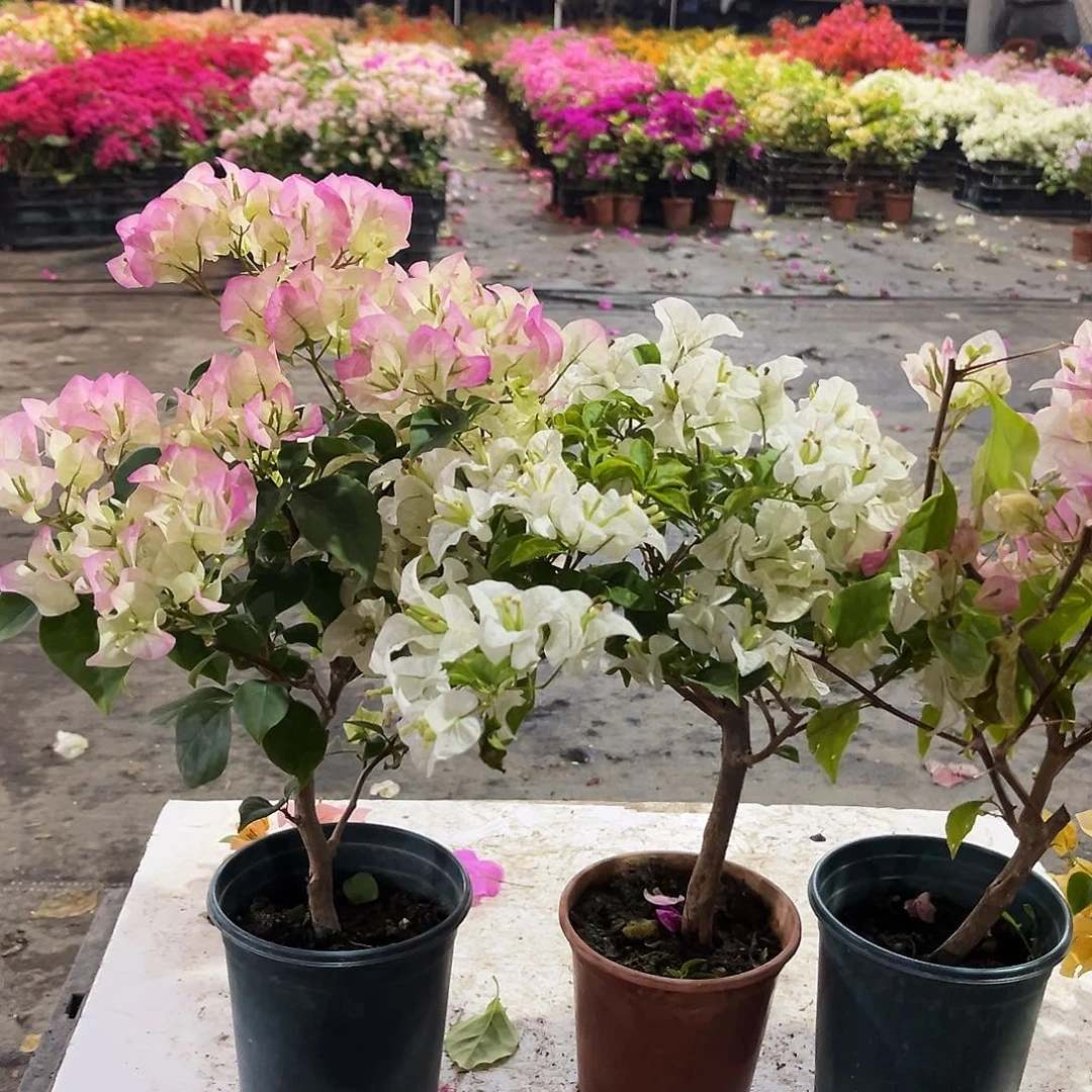 大部分花苞少量开放绿樱，白雪，广红樱