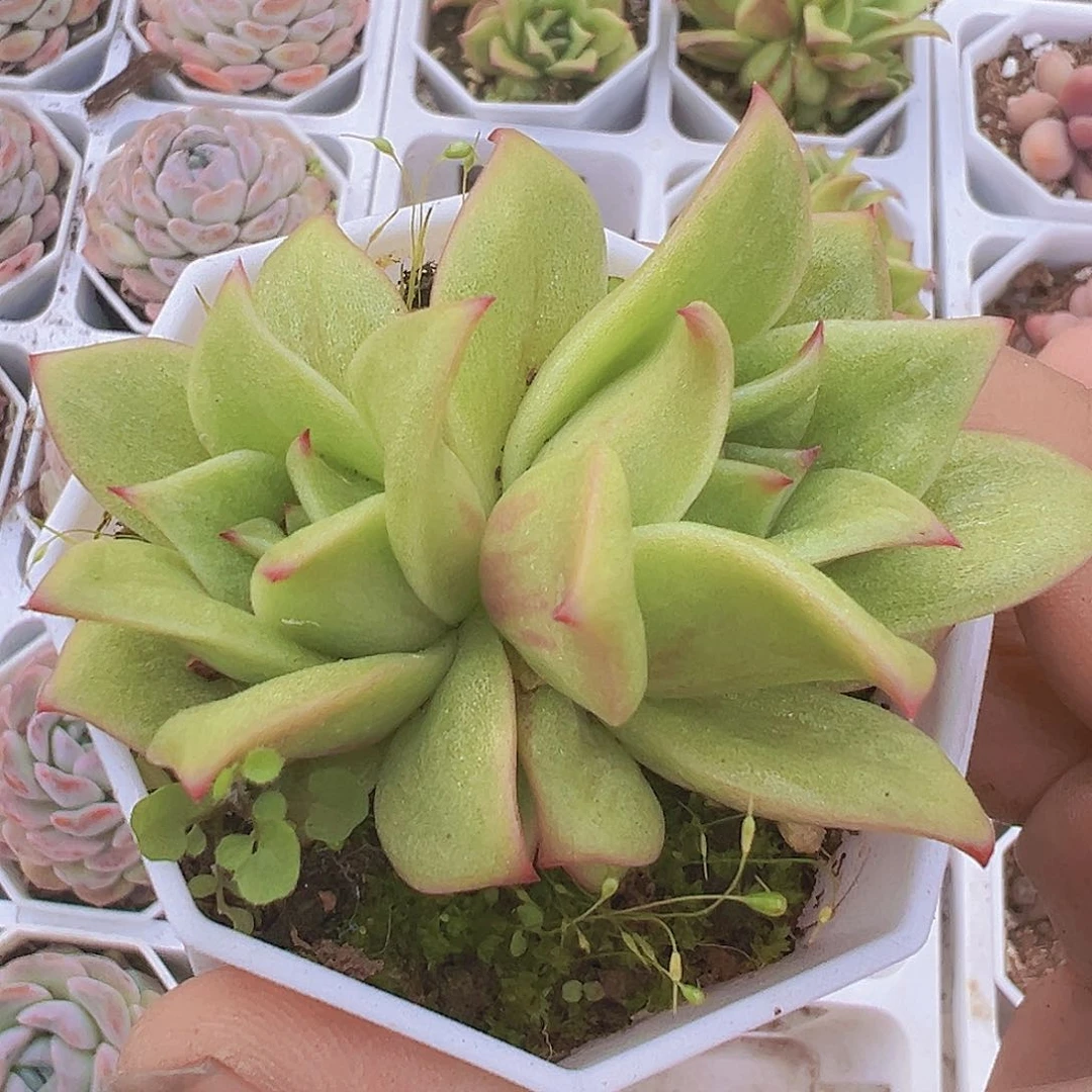 玛利亚双头19包邮