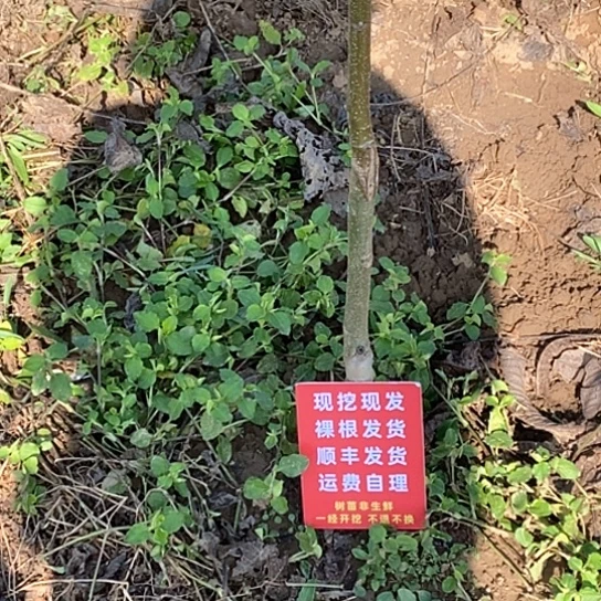 飞***少吊坠文玩核桃铁锤