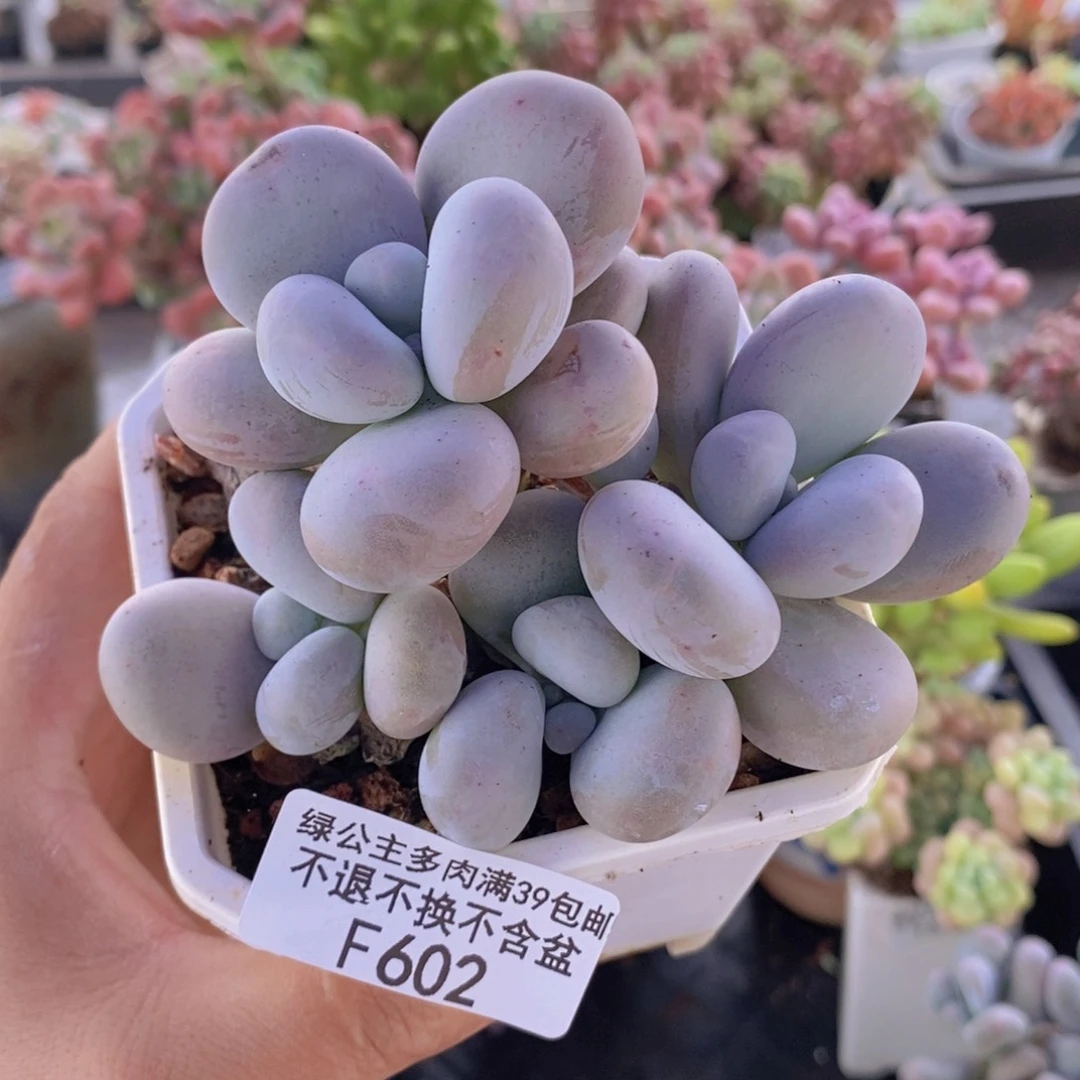 芭比奶洛10cm602多肉植物