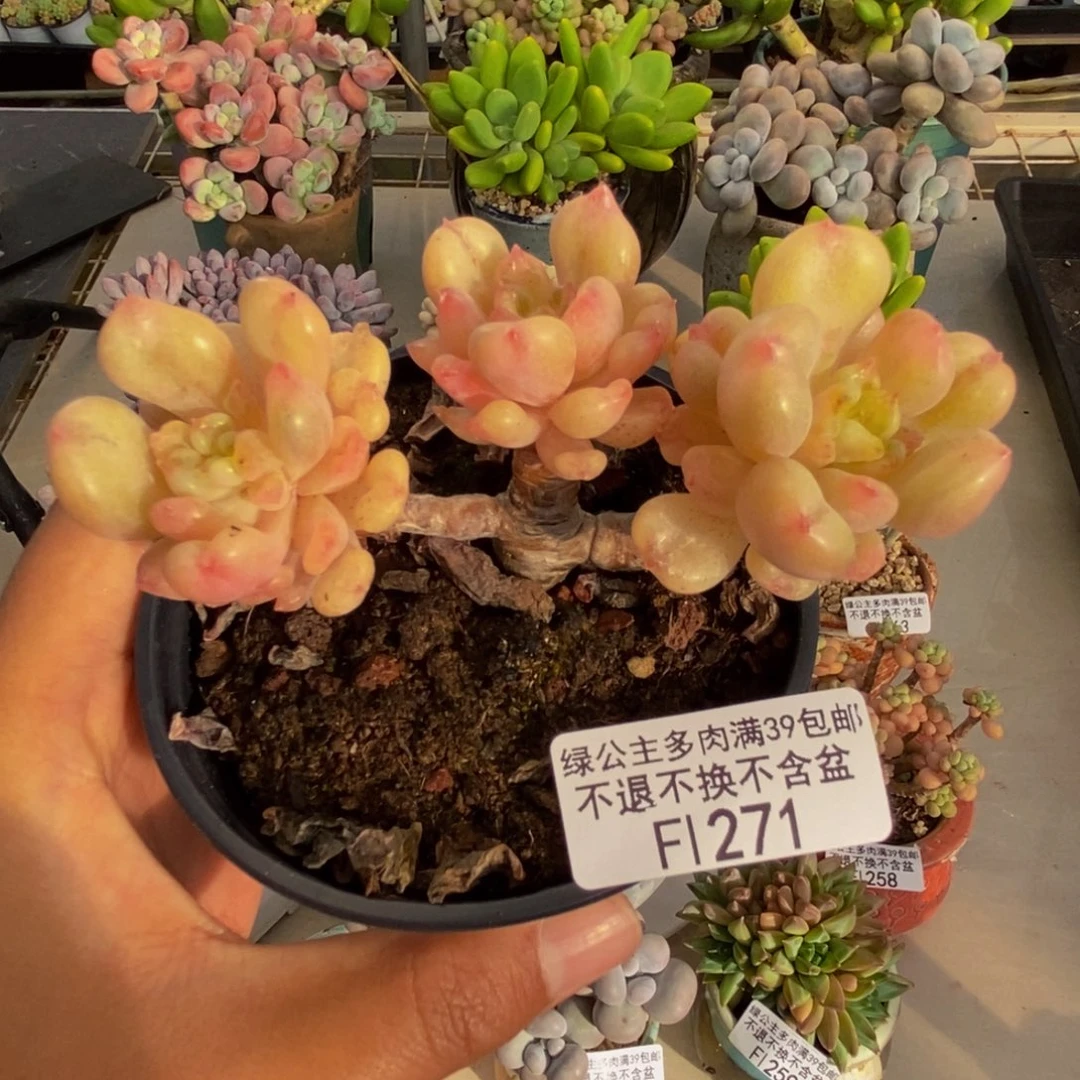 271比尔盖茨多肉7c m