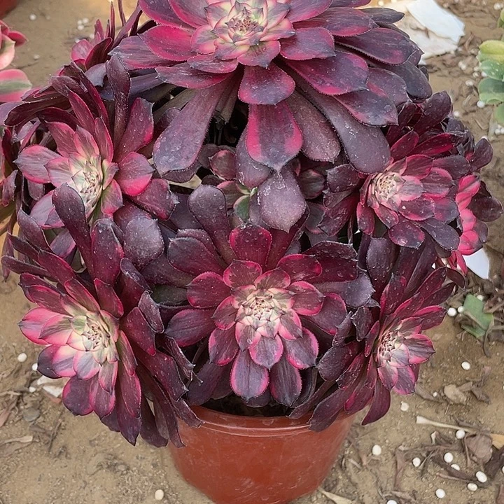 无花朵741烟烟多肉植物