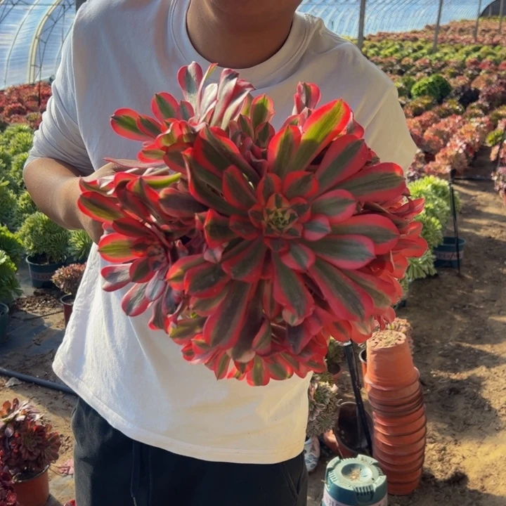 粉体美杜莎一棵包邮