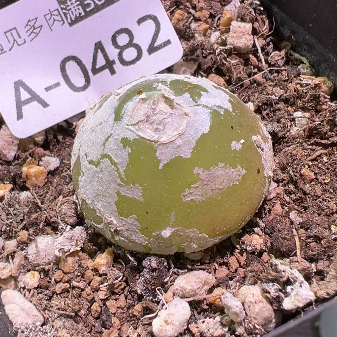 多肉植物11111111111