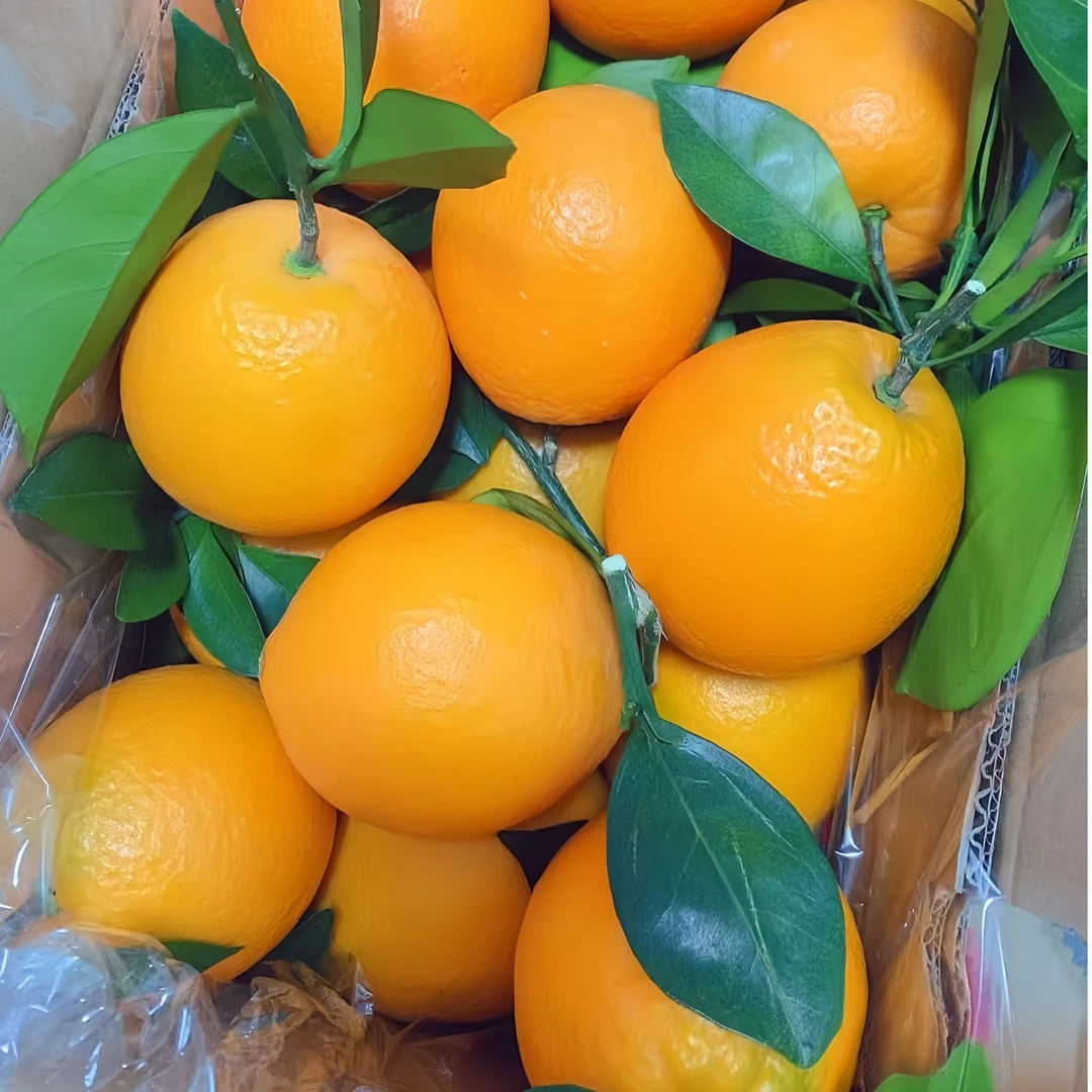 赣南脐橙果园直发现采现摘 甜过往年2度皮薄多汁精品果无打蜡橙子