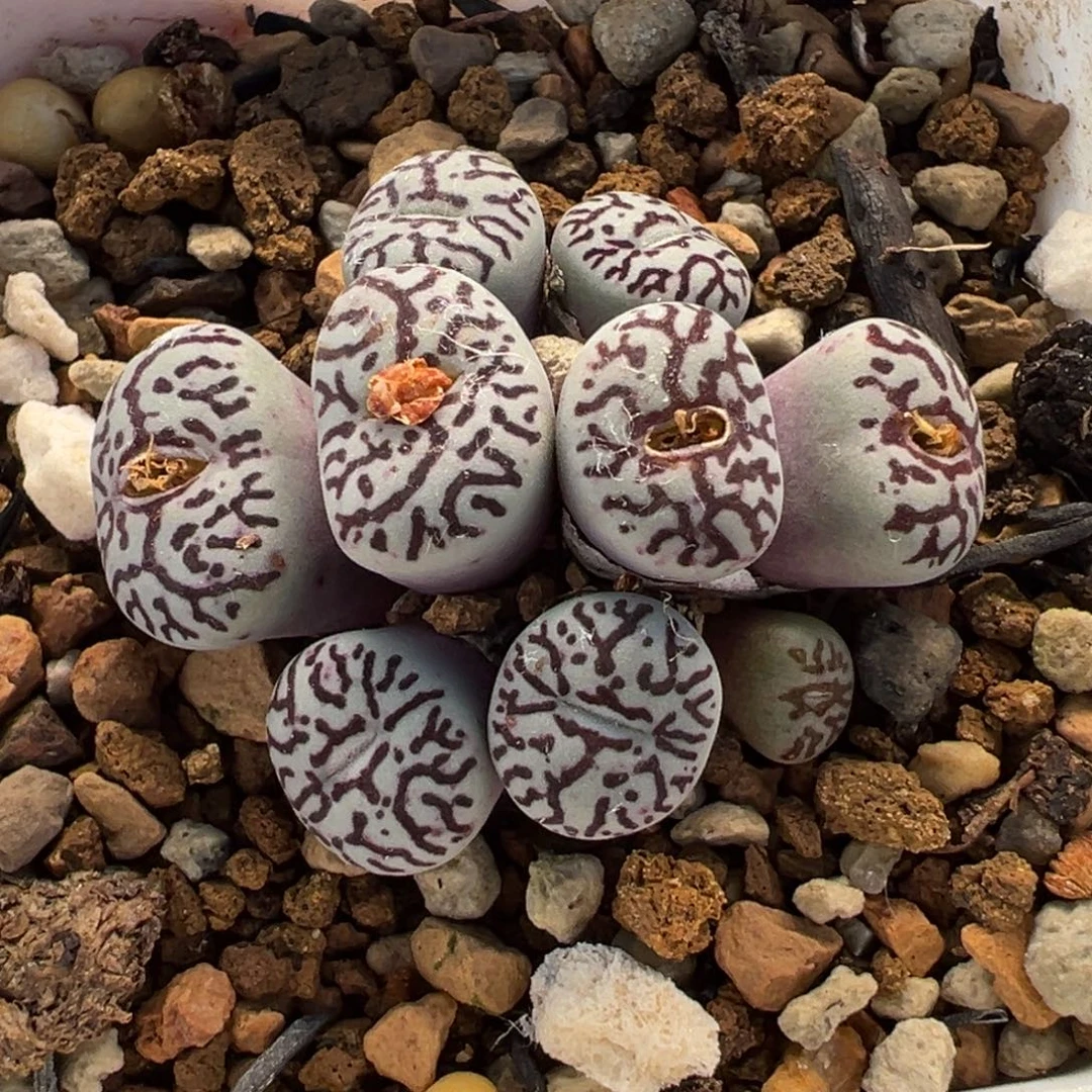 021多肉植物种类多样