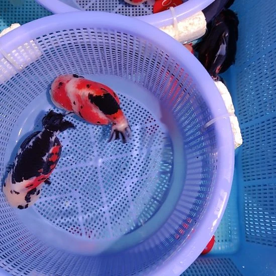 金鱼020兰寿两只特价顺丰包邮