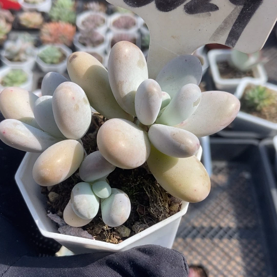 6029彩虹奶多肉植物保护我
