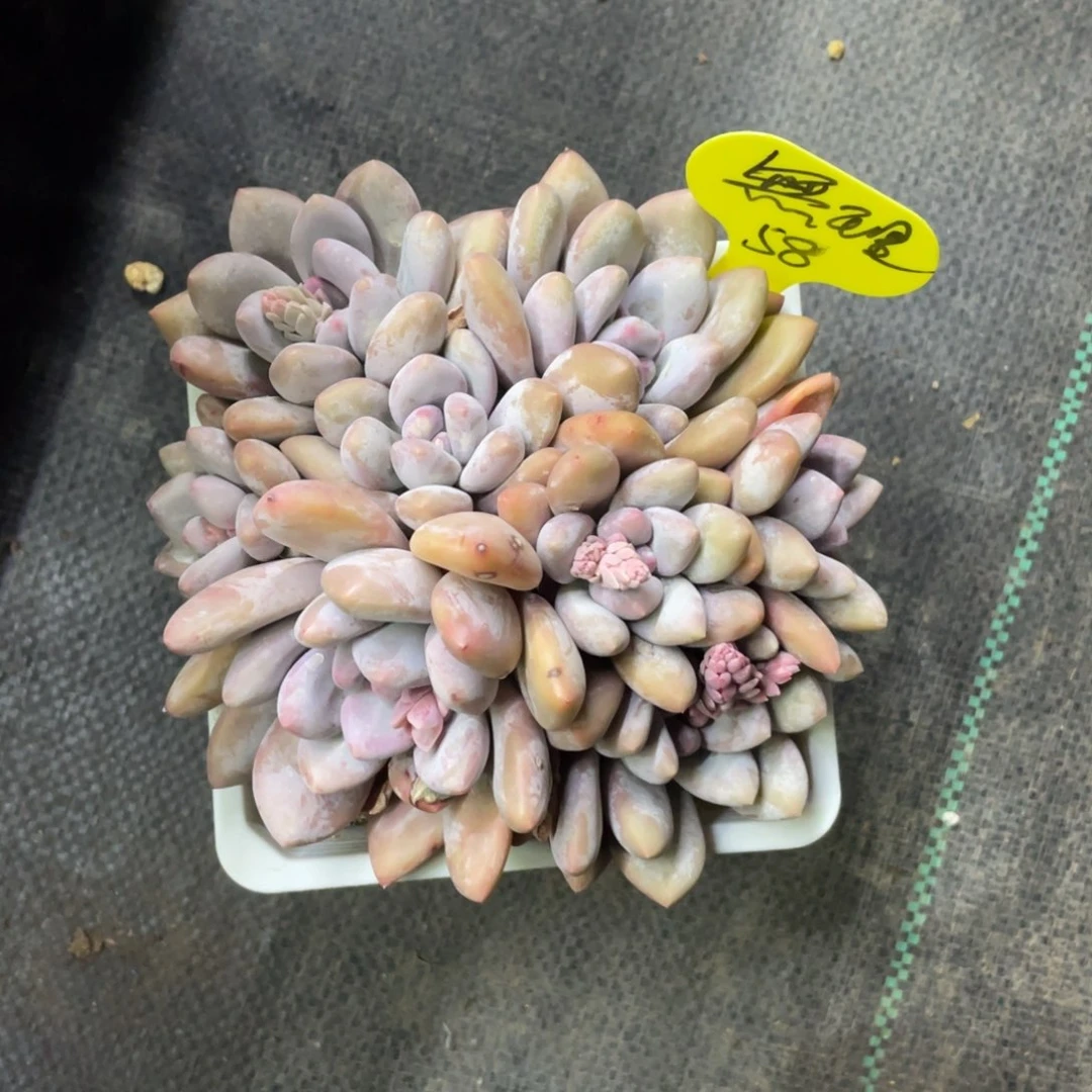 無***?奶酪体香水一个群生58